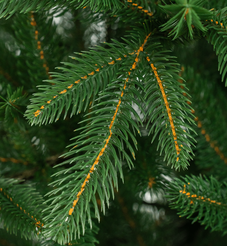 christmas_tree_img