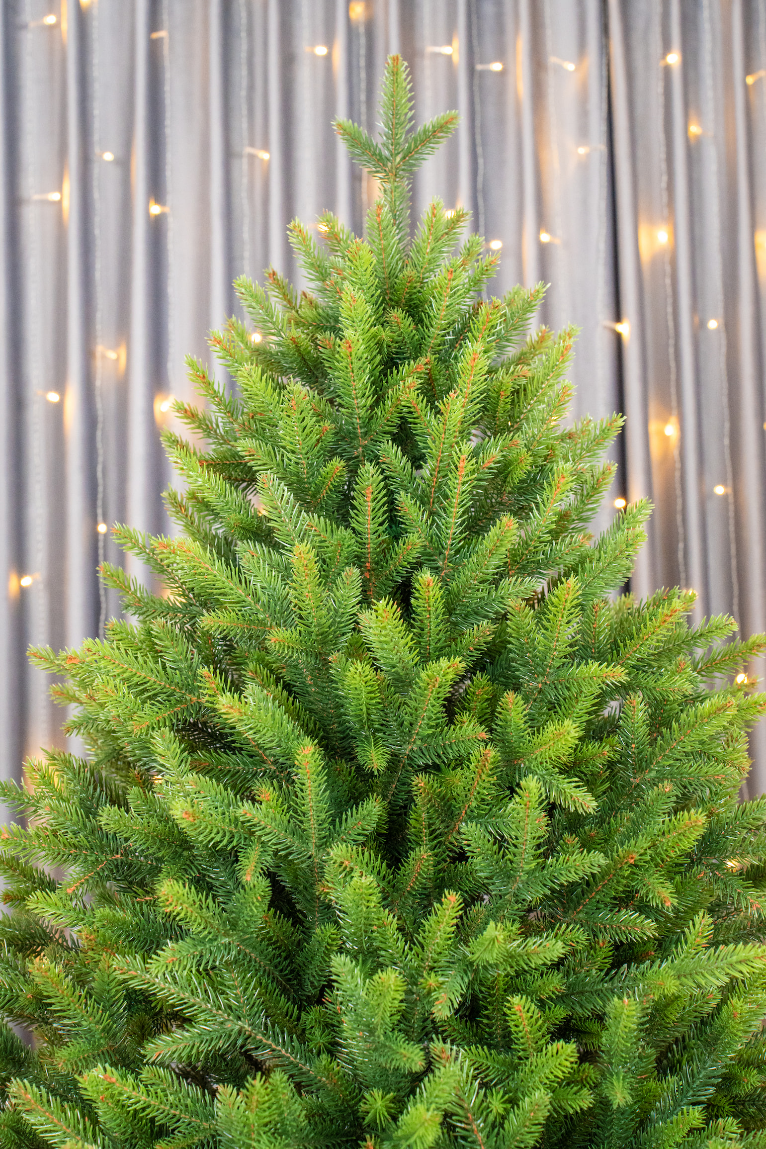 высота ёлки под потолок 2.5 метра