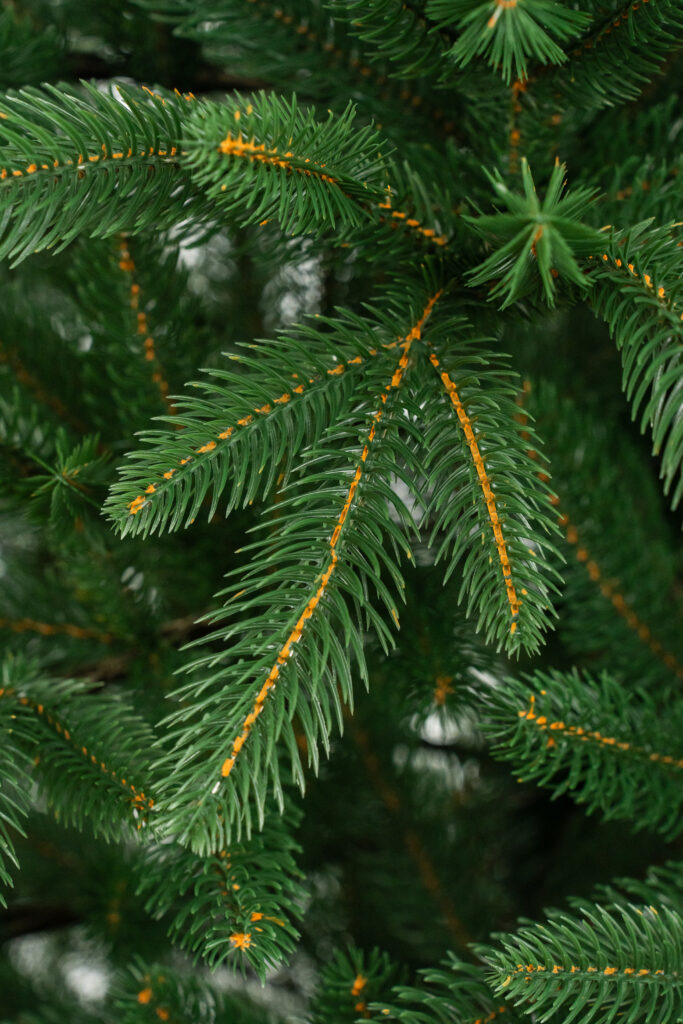 искусственная или живая ёлка что лучше сравнение